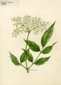 Zoom illustration sambucus_canadensis.jpg