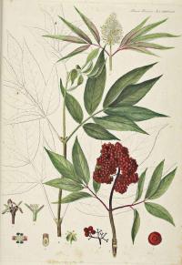 Zoom illustration sambucus_racemosa.jpg