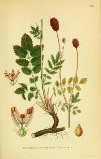 Zoom illustration sanguisorba_officinalis.jpg