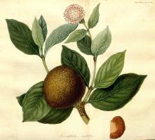 Zoom illustration sarcocephalus_latifolius.jpg
