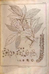 Zoom illustration schisandra_grandiflora.jpg