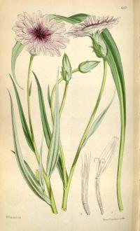 Zoom illustration scorzonera_undulata.jpg