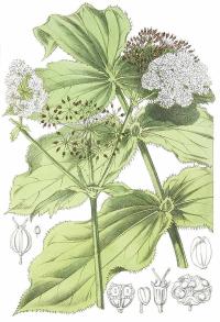 Zoom illustration sium_helenianum.jpg