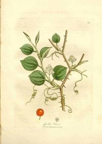 Zoom illustration smilax_china.jpg