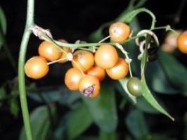 Zoom illustration smilax_purhampuy.jpg