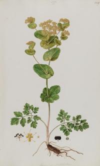 Zoom illustration smyrnium_perfoliatum.jpg