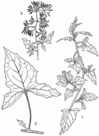 Zoom illustration solanecio_biafrae.jpg
