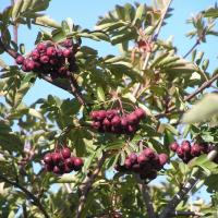 Zoom illustration sorbocrataegus.jpg