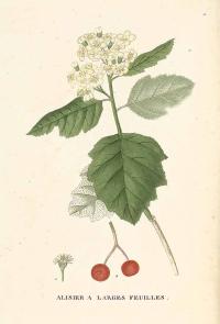 Zoom illustration sorbus_latifolia.jpg