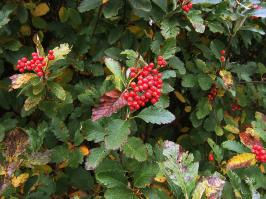 Zoom illustration sorbus_mougeotii.jpg
