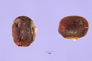Zoom illustration sphenostylis_stenocarpa.jpg