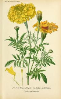 Zoom illustration tagetes_erecta.jpg