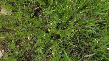Zoom illustration tagetes_filifolia.jpg