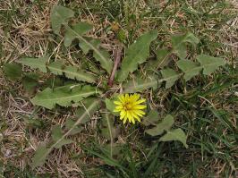 Zoom illustration taraxacum_mongolicum.jpg
