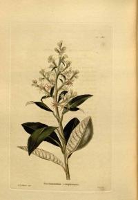 Zoom illustration tarchonanthus_camphoratus.jpg