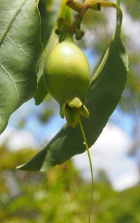Zoom illustration terminalia_ferdinandiana2.jpg