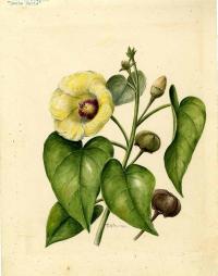 Zoom illustration thespesia_populnea.jpg