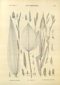Zoom illustration thyrsostachys_siamensis2.jpg