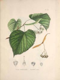 Zoom illustration tilia_americana.jpg