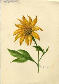 Zoom illustration tithonia_diversifolia.jpg