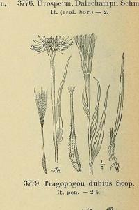 Zoom illustration tragopogon_dubius.jpg
