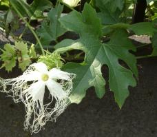 Zoom illustration trichosanthes_kirilowii.jpg