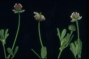Zoom illustration trifolium_bifidum.jpg