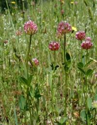 Zoom illustration trifolium_ciliolatum.jpg