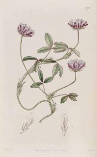 Zoom illustration trifolium_fimbriatum.jpg