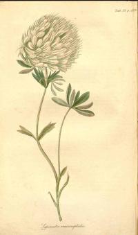 Zoom illustration trifolium_macrocephalum.jpg