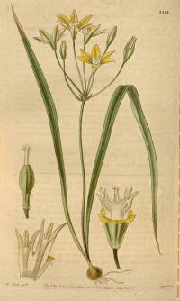 Zoom illustration triteleia_ixioides.jpg