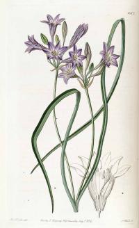 Zoom illustration triteleia_laxa.jpg