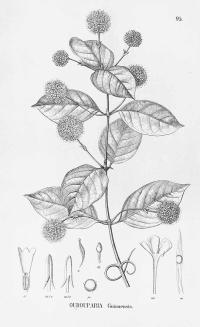 Zoom illustration uncaria_guianensis.jpg