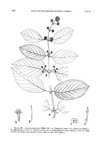 Zoom illustration uncaria_tomentosa.jpg