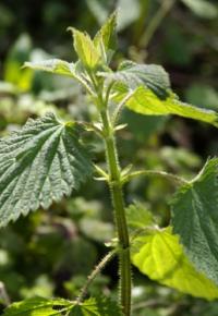 Zoom illustration urtica_californica.jpg
