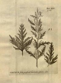 Zoom illustration urtica_cannabina.jpg