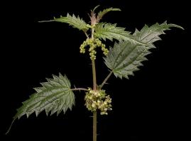 Zoom illustration urtica_incisa.jpg