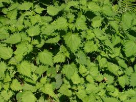 Zoom illustration urtica_thunbergiana.jpg