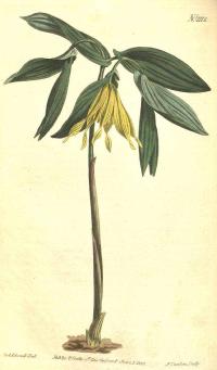 Zoom illustration uvularia_grandiflora.jpg