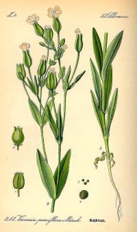 Zoom illustration vaccaria_hispanica.jpg