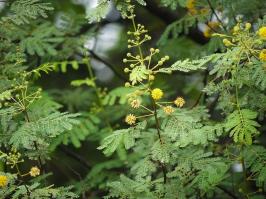 Zoom illustration vachellia_nilotica.jpg