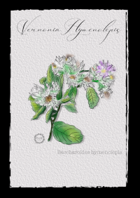 Zoom illustration verronia_hymenolepsis.png