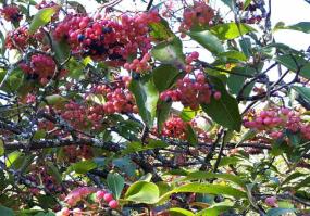 Zoom illustration viburnum_cassinoides.jpg
