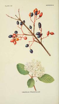 Zoom illustration viburnum_prunifolium.jpg