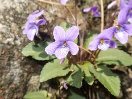 Zoom illustration viola_japonica.jpg