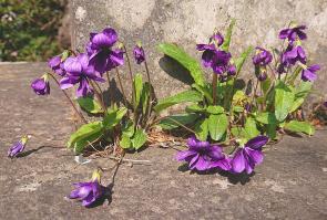 Zoom illustration viola_mandshurica.jpg