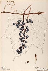Zoom illustration vitis_aestivalis.jpg