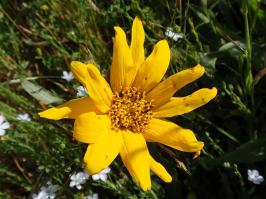 Zoom illustration wyethia_angustifolia.jpg