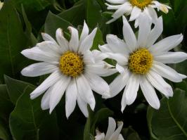Zoom illustration wyethia_helianthoides.jpg