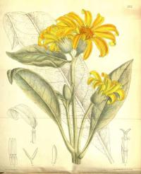 Zoom illustration wyethia_mollis.jpg